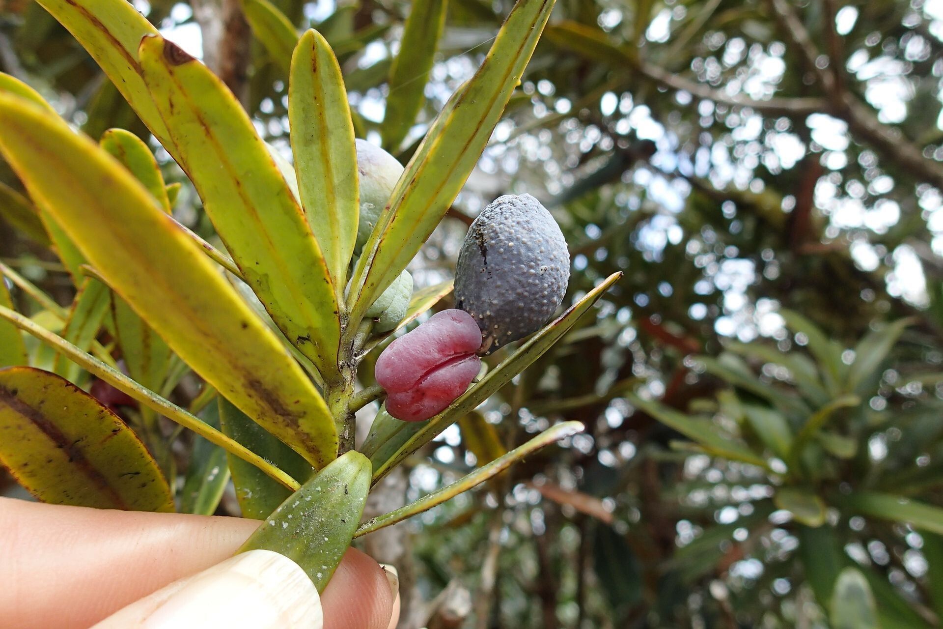 Podocarpus lucienii fruit