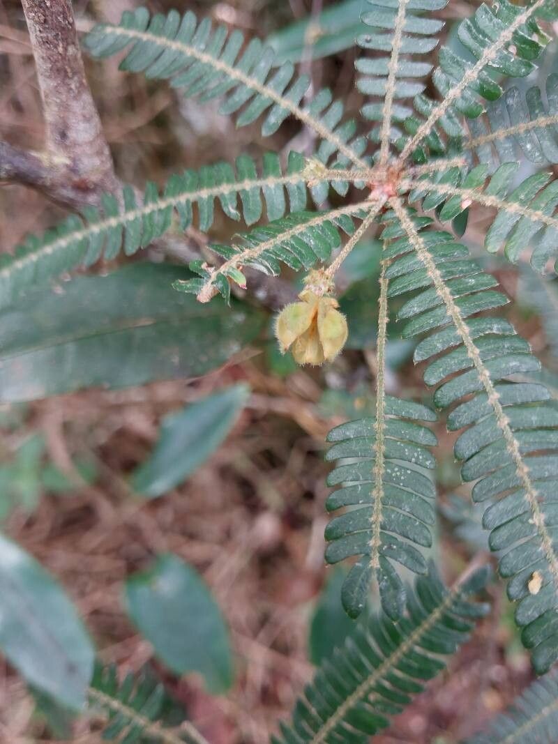 Biophytum aeschynomenifolia flower