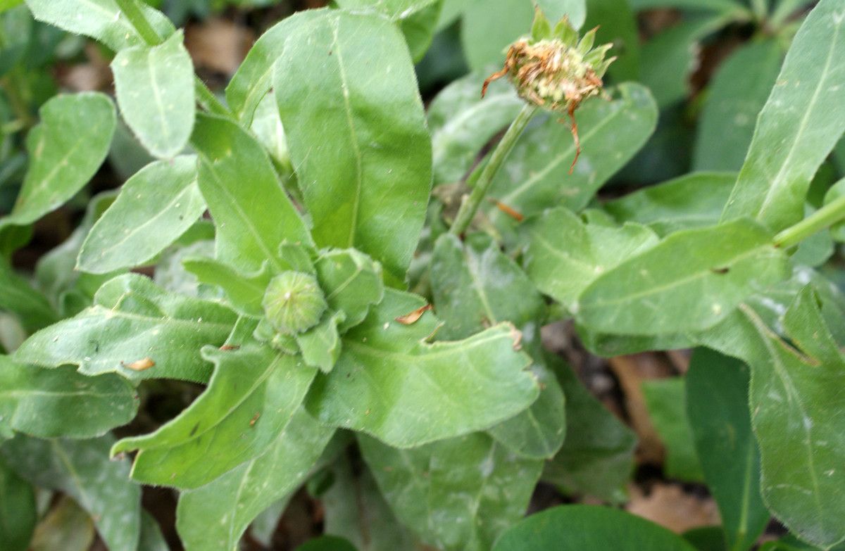 Calendula maroccana leaf