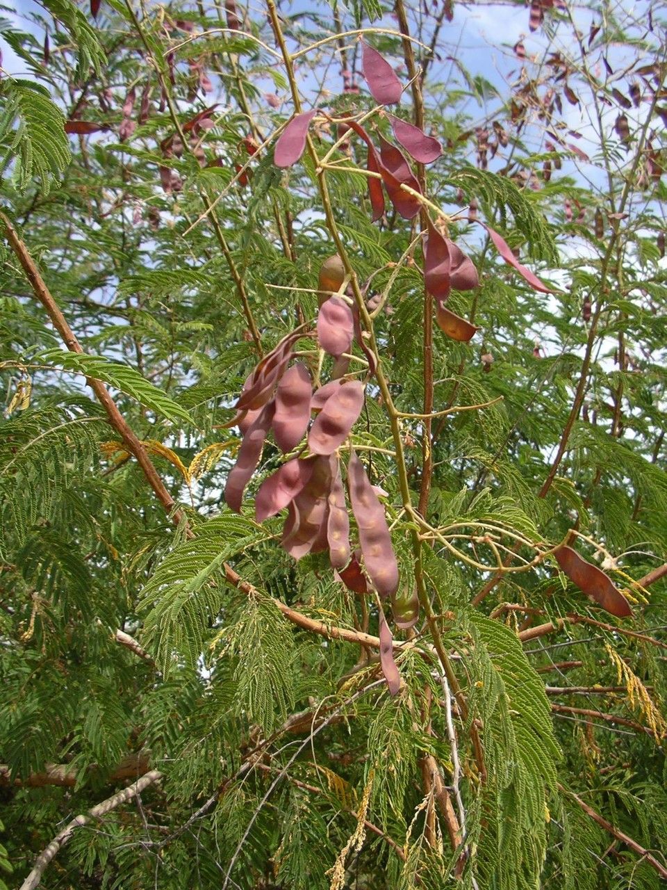 Acacia ataxacantha fruit