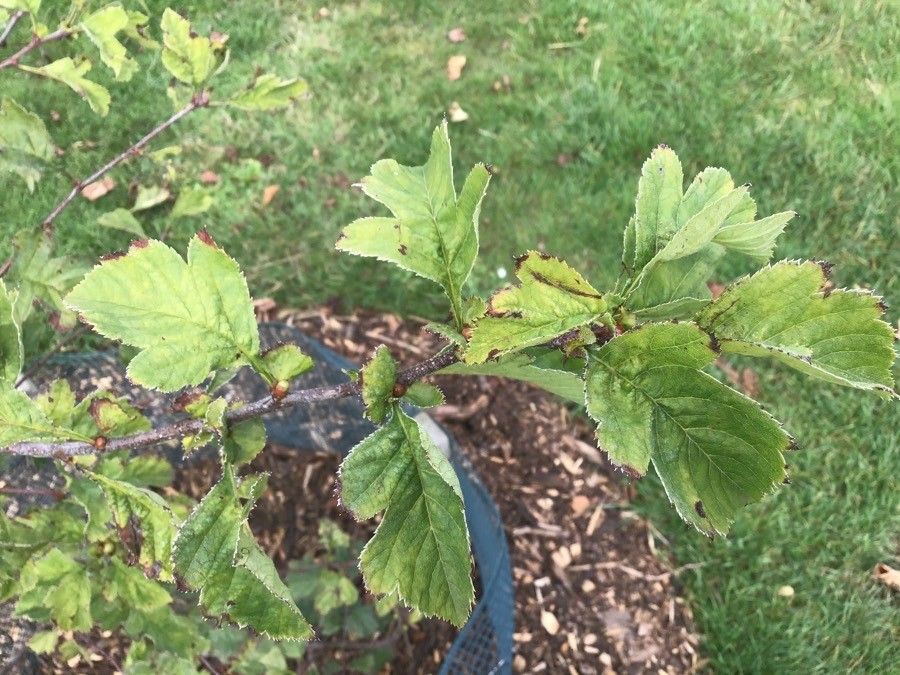 Crataegus chungtienensis leaf