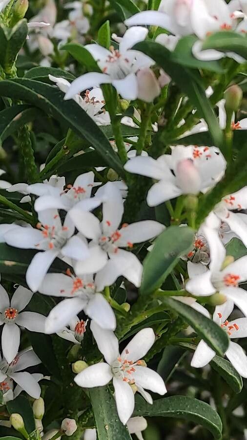 Eriostemon myoporoides flower