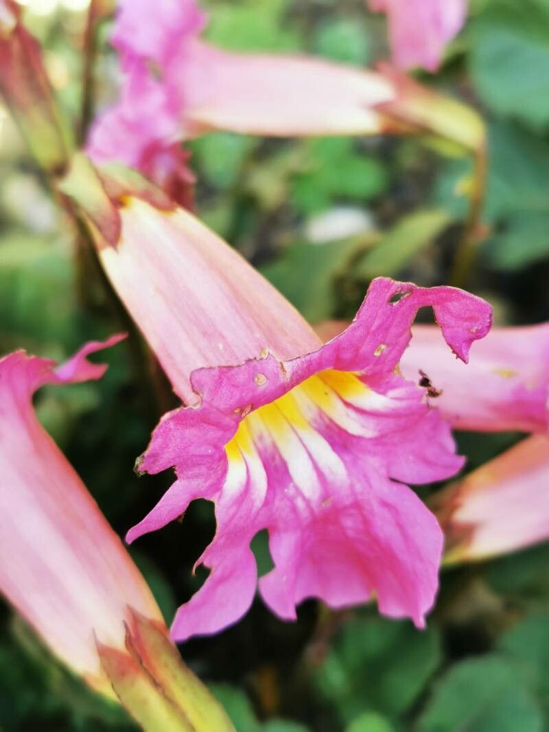 Incarvillea compacta flower