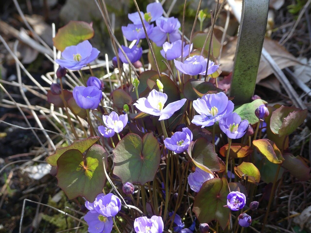 Plagiorhegma dubium habit