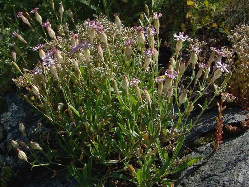 Silene vallesia habit