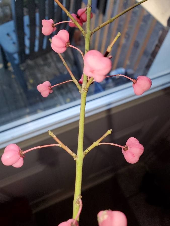 Euonymus atropurpureus fruit