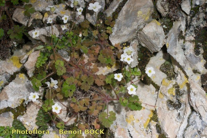 Saxifraga bourgaeana bark