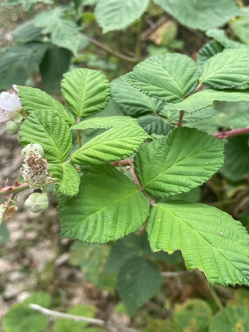 Rubus armeniacus leaf