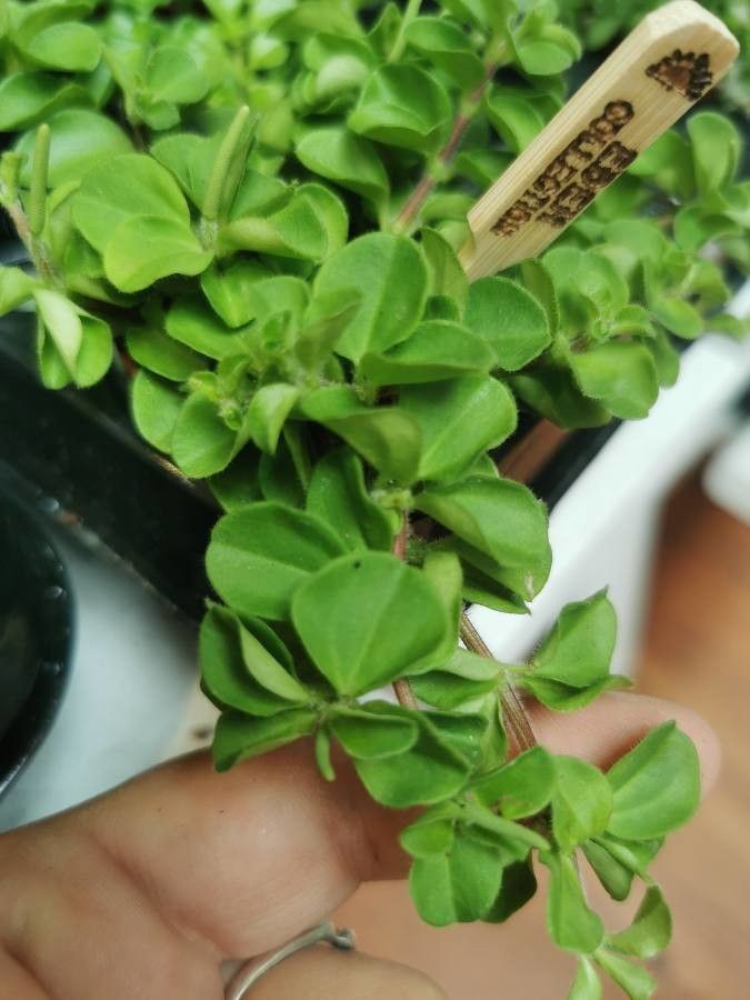 Peperomia trifolia — search result for 'Peperomia'