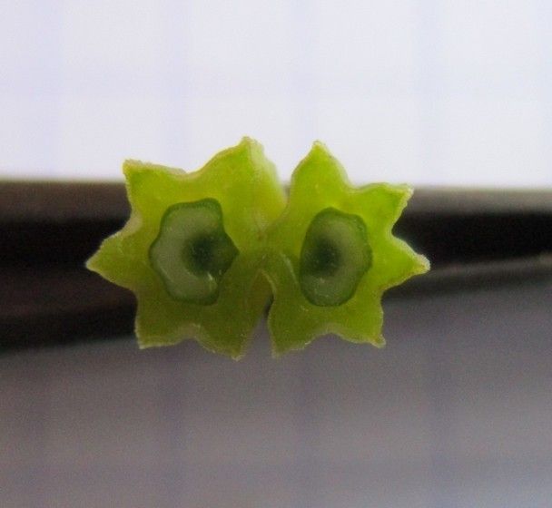 Pleurospermum austriacum fruit