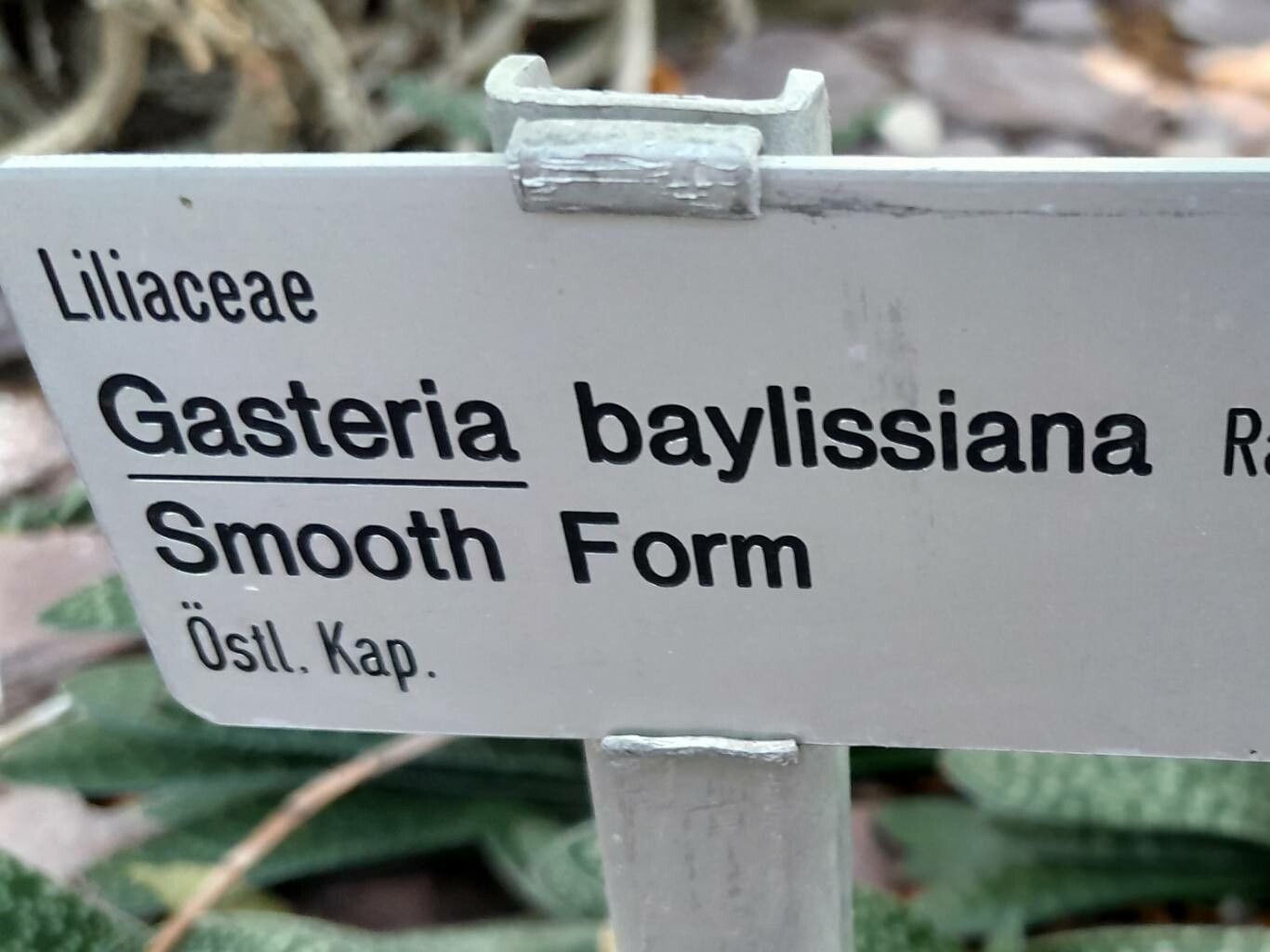 Gasteria baylissiana other