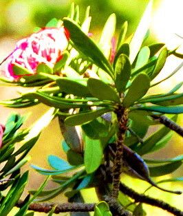 Telopea truncata — related species from the same genus