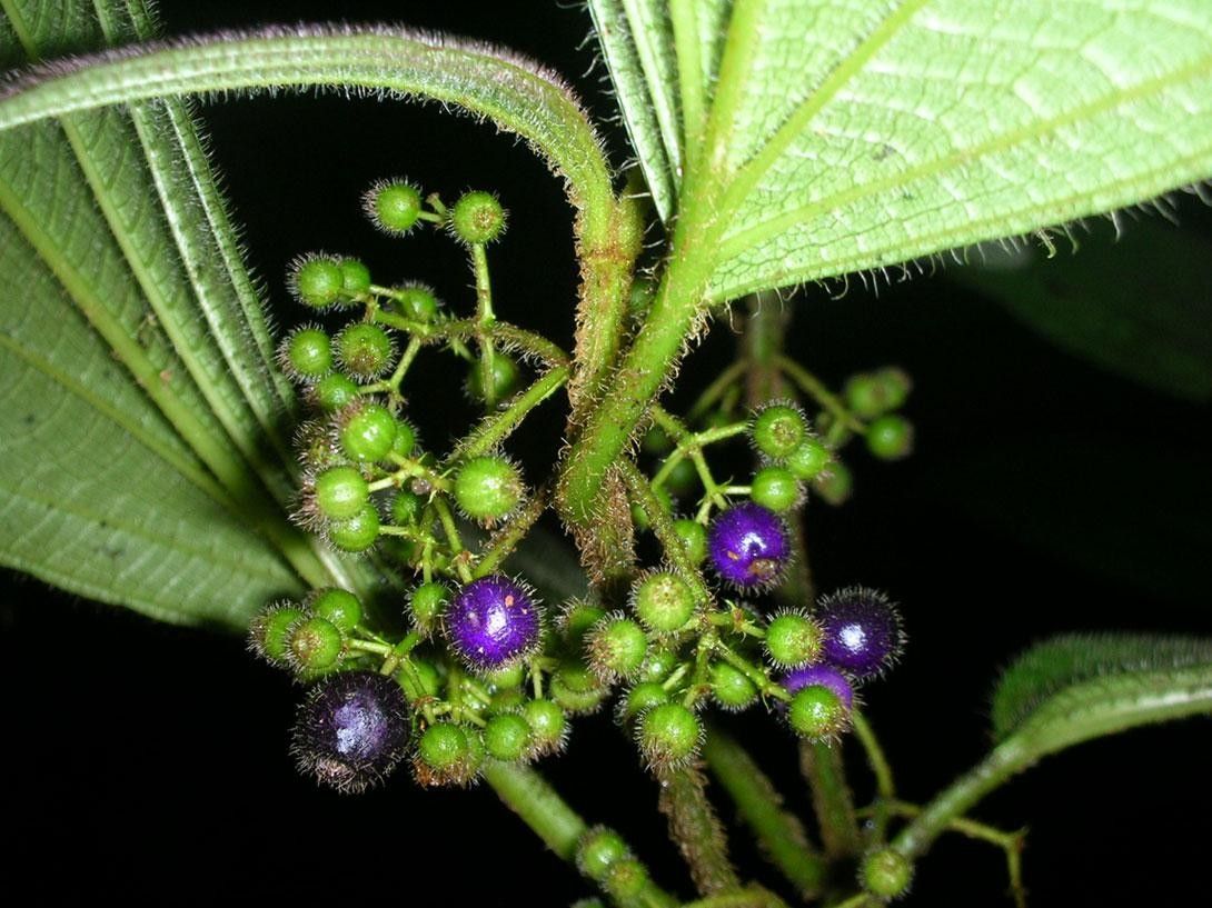 Clidemia hammelii fruit