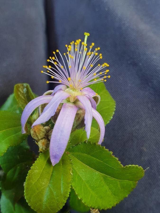 Grewia similis flower