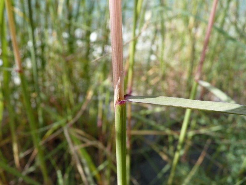 Calamagrostis pseudophragmites bark