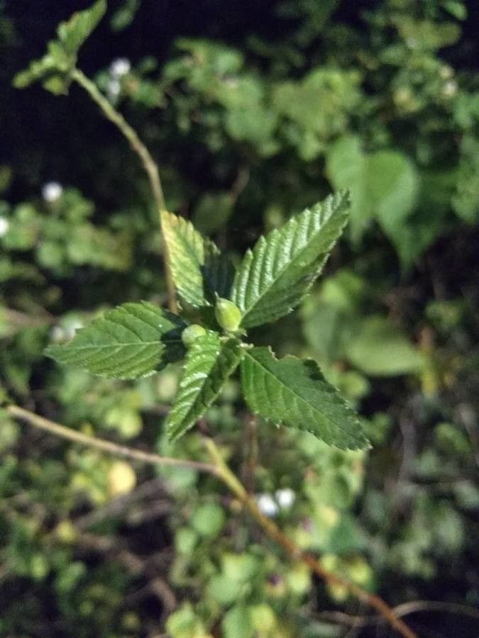 Piriqueta cistoides leaf