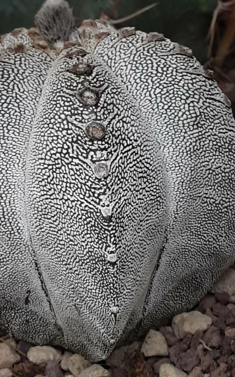 Astrophytum coahuilense — related species from the same genus