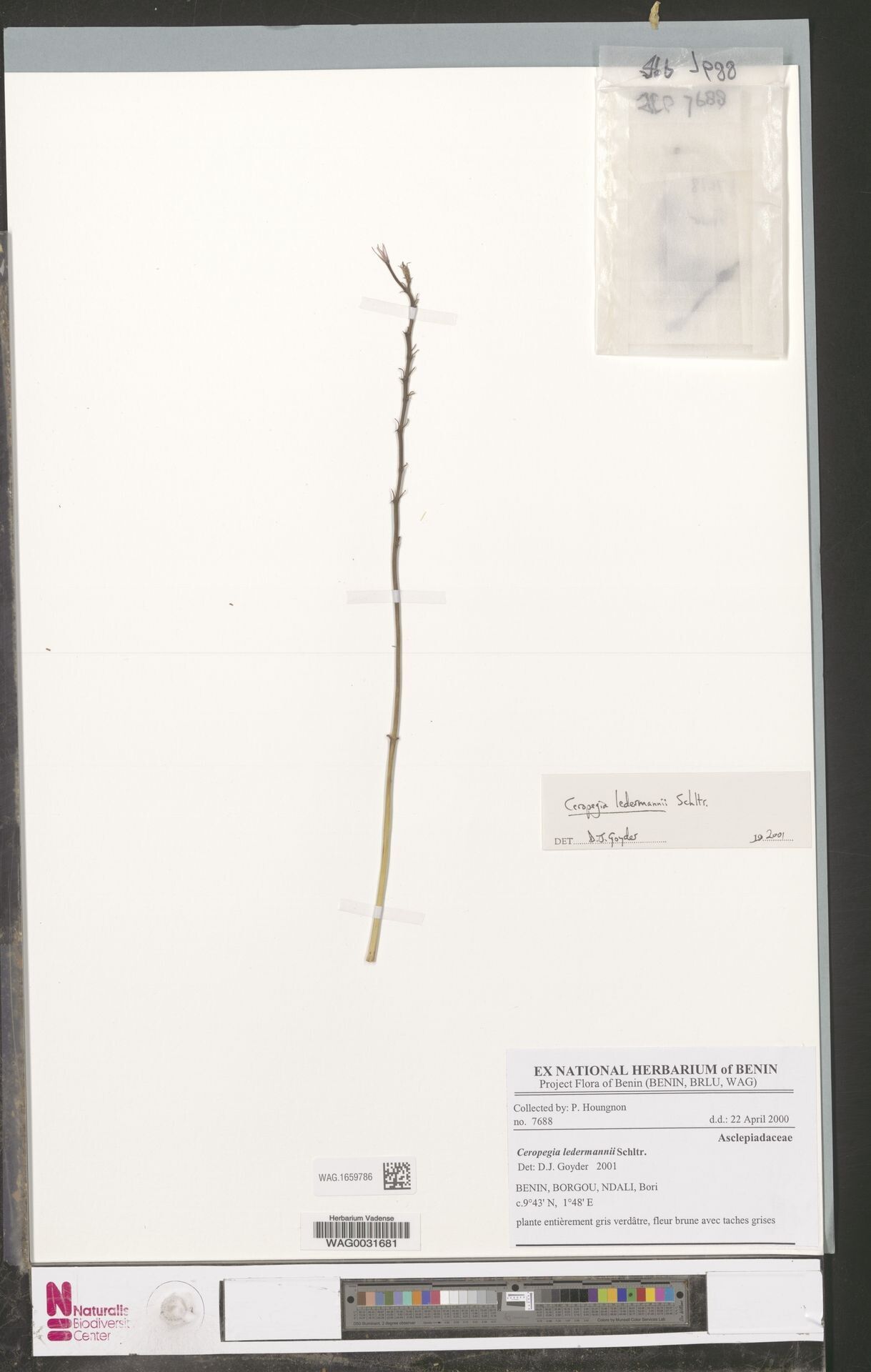 Ceropegia ledermannii — search result for 'Ceropegia'