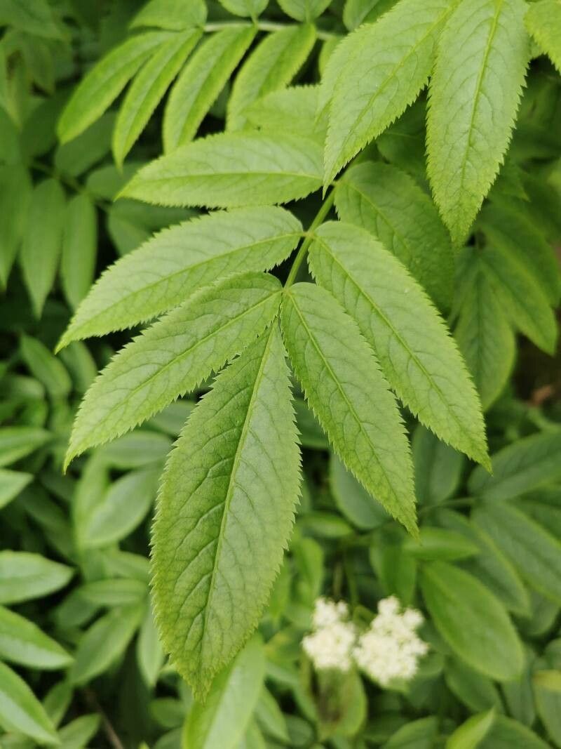 Sambucus lanceolata — houseplant care guide