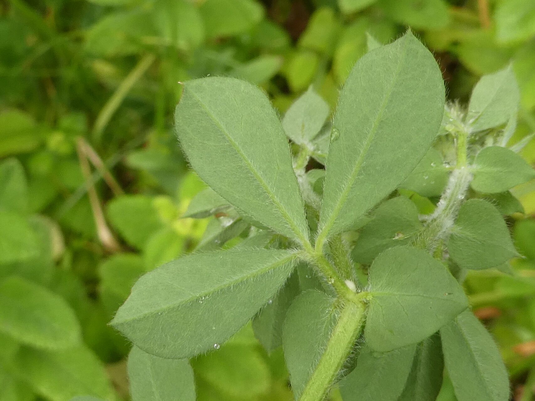 Lotus rectus — search result for 'Lotus'