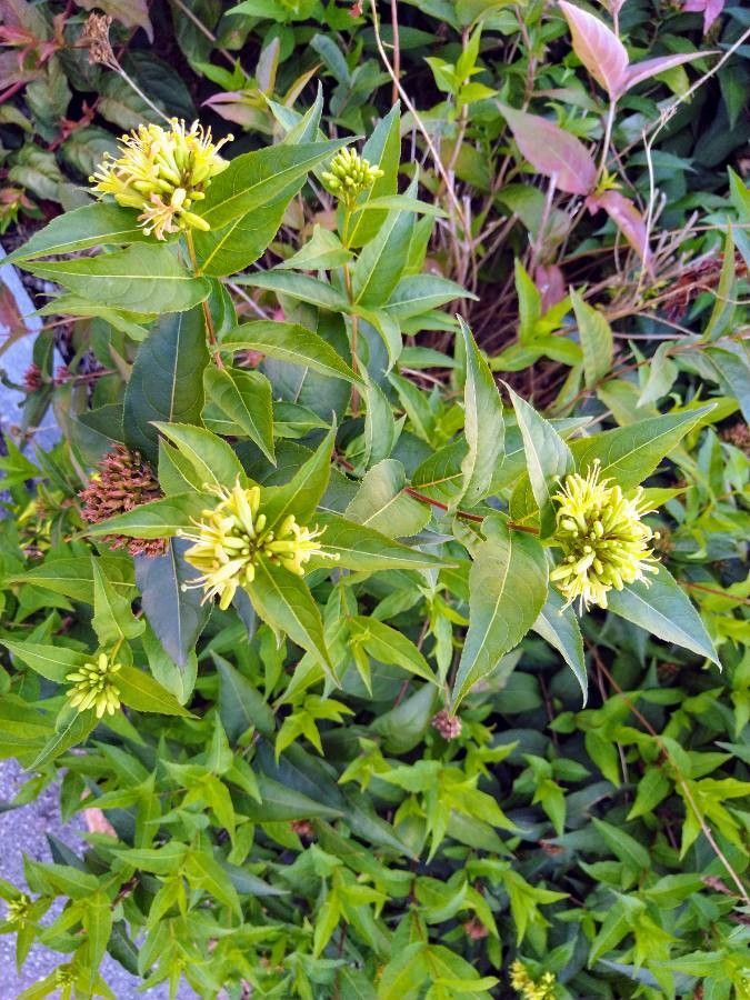 Diervilla sessilifolia flower