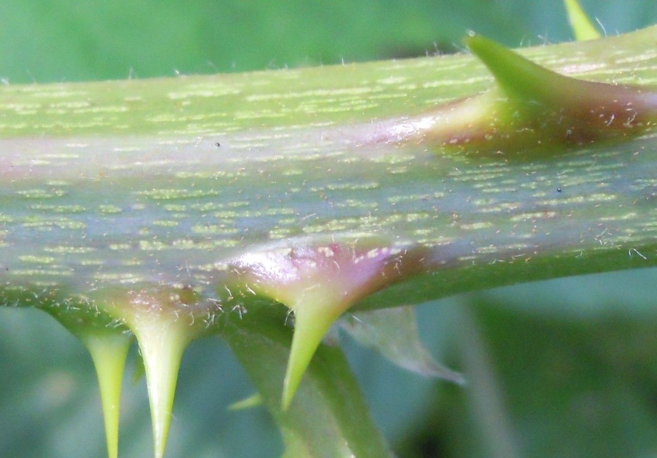 Rubus lindenbergii bark