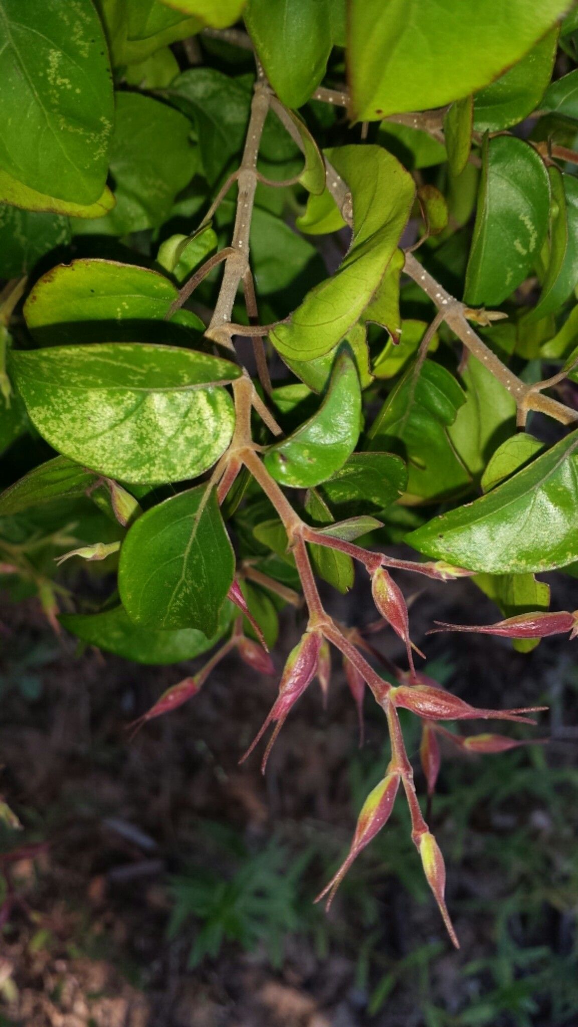 Hypoestes caudata — houseplant care guide