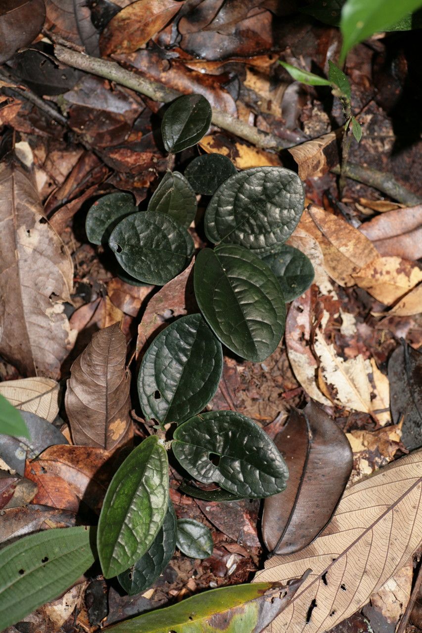 Piper humistratum — search result for 'Piper'