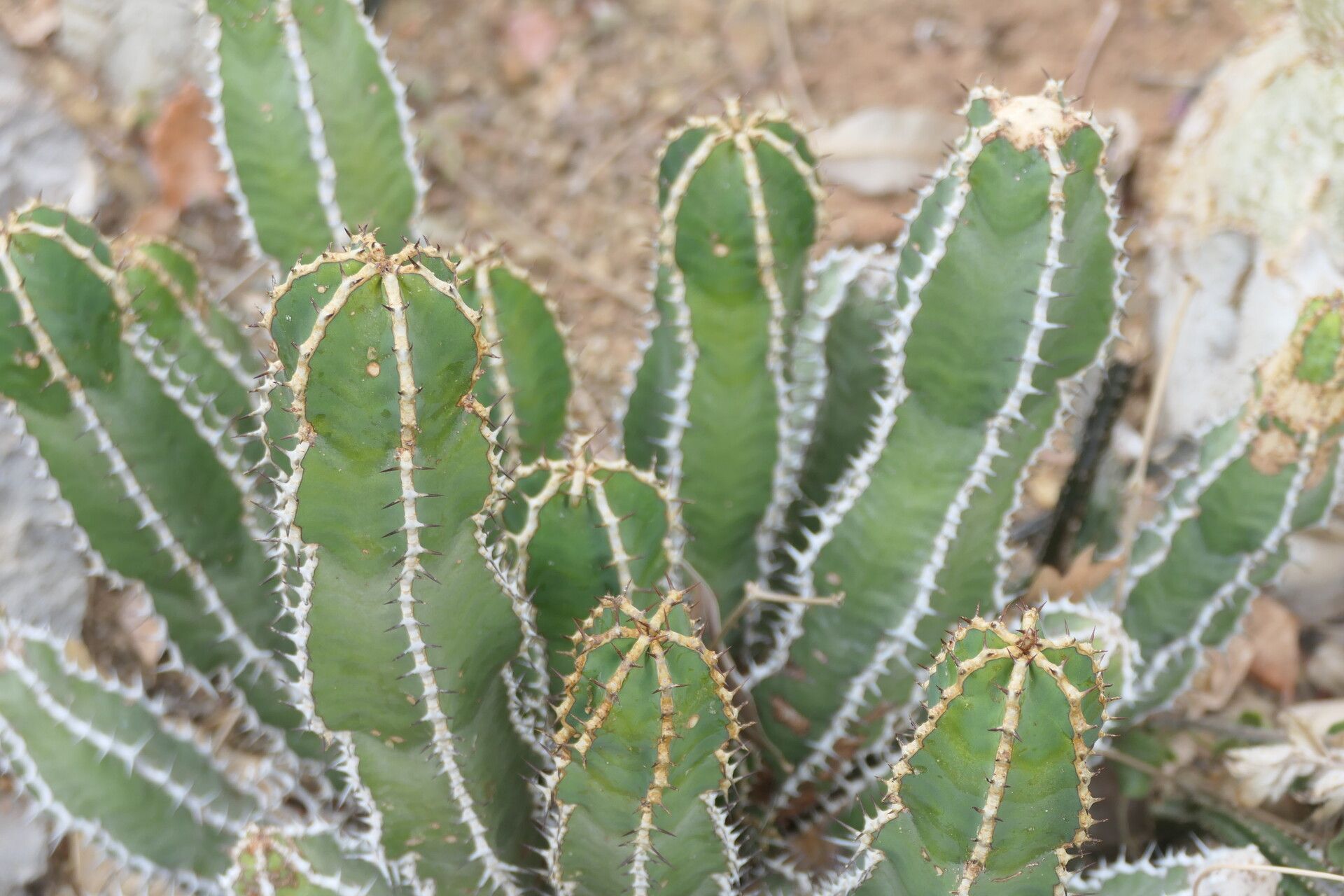 Euphorbia venenata habit