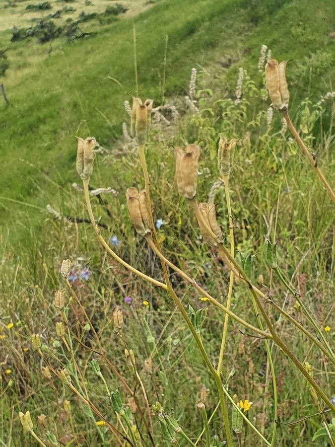 Delphinium leroyi fruit