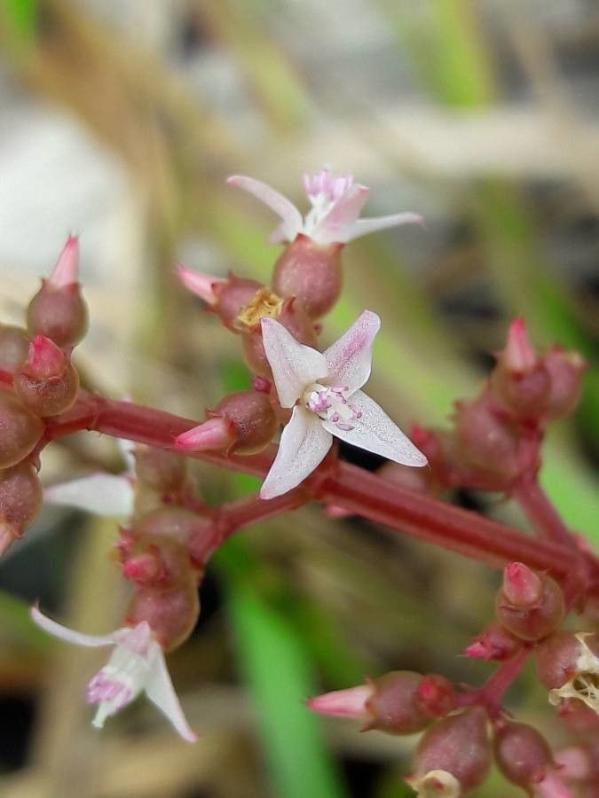 Aciotis purpurascens flower