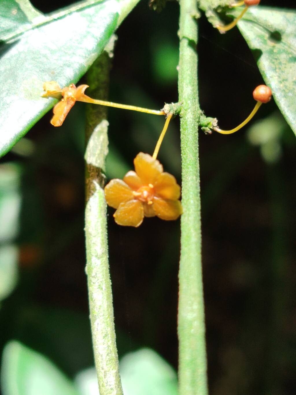 Salacia lehmbachii flower