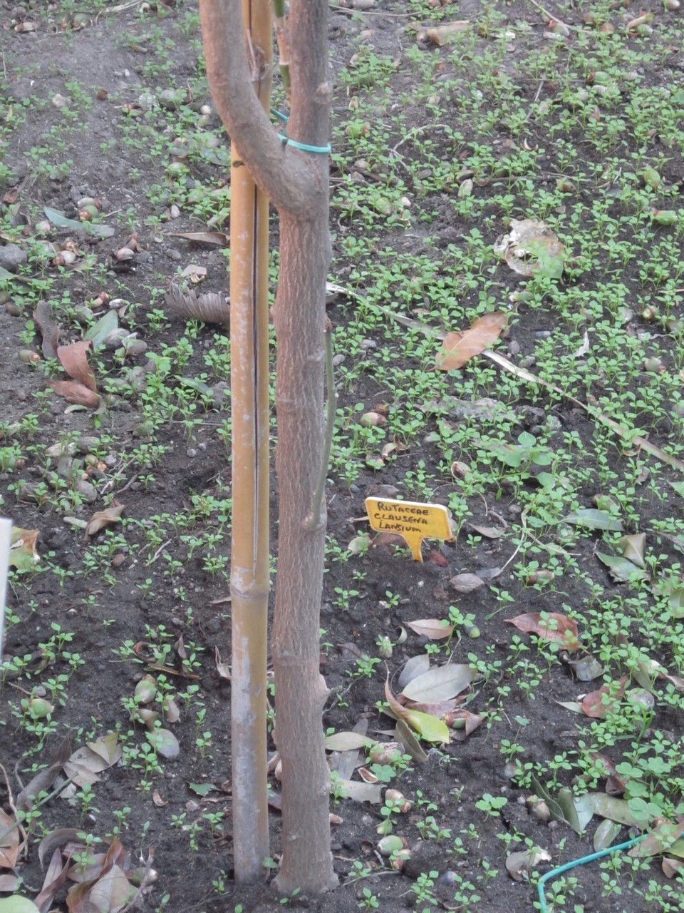 Clausena lansium bark