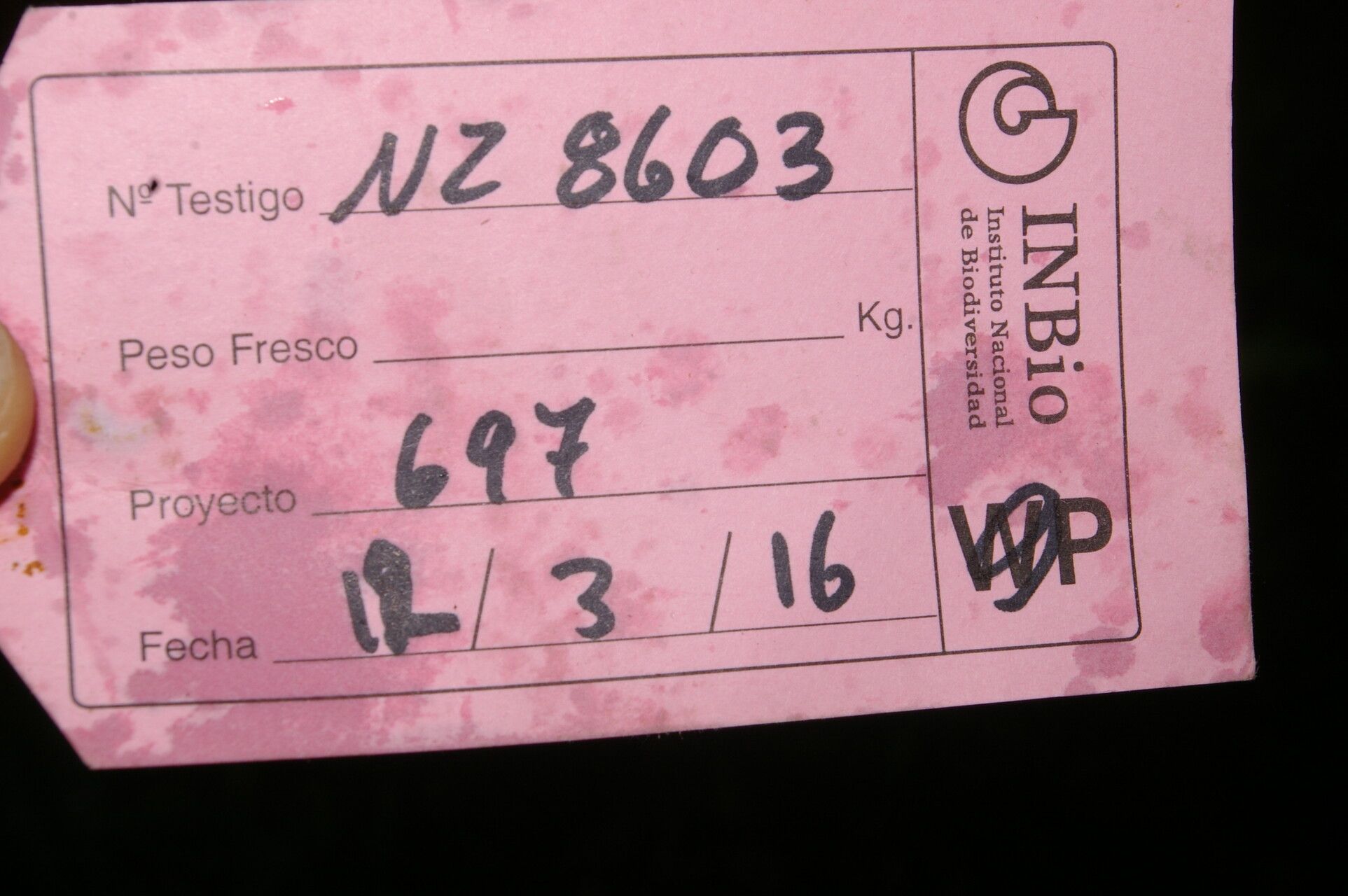 Eschweilera hondurensis other