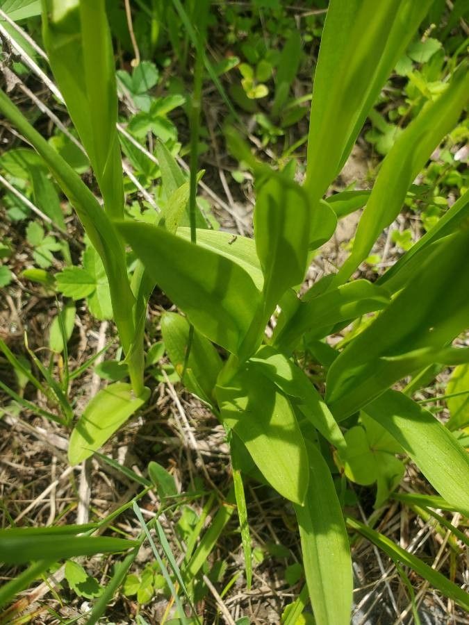 Platanthera flava — search result for 'Platanthera'