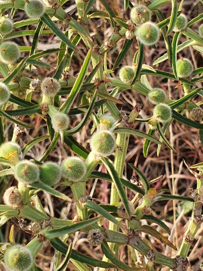 Euphorbia crotonoides fruit
