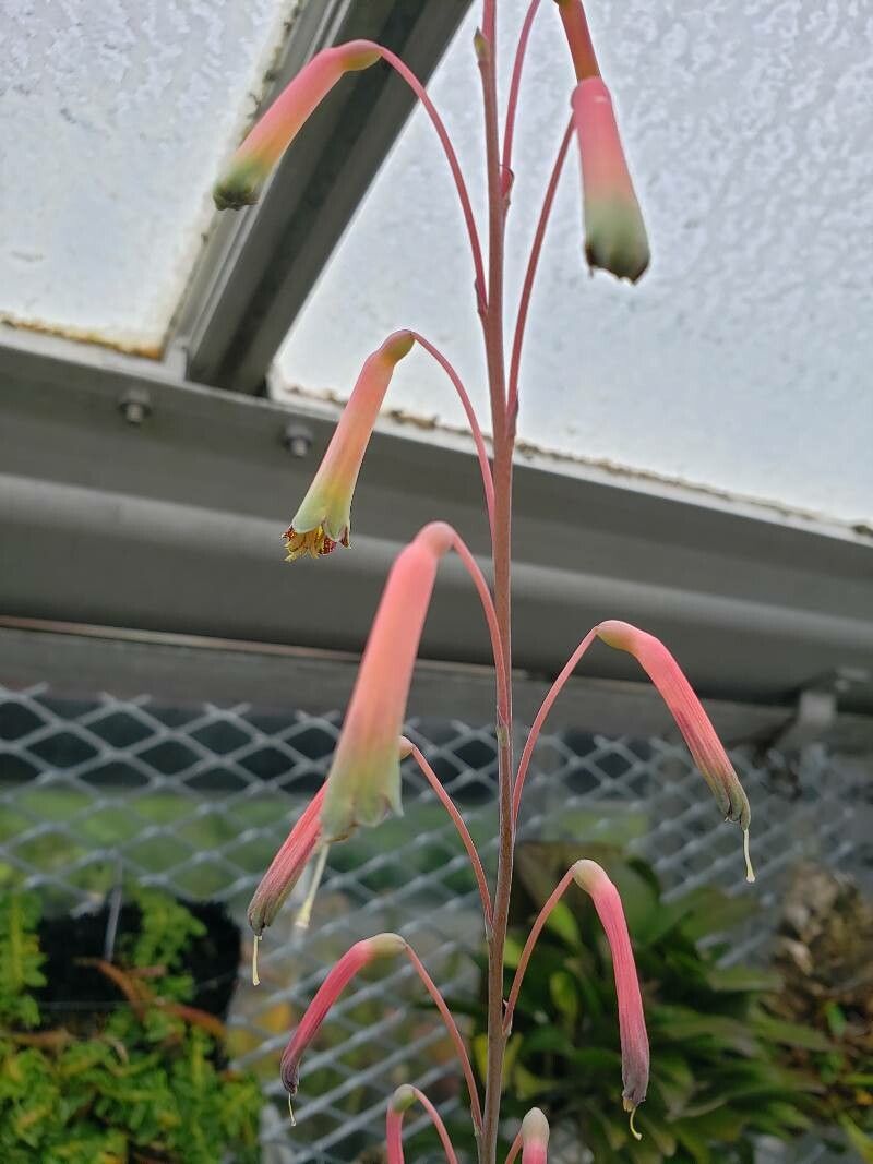 Polianthes howardii flower