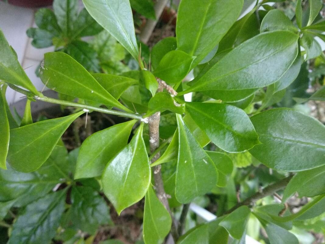 Pereskia quisqueyana leaf