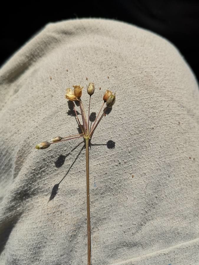 Holosteum umbellatum fruit