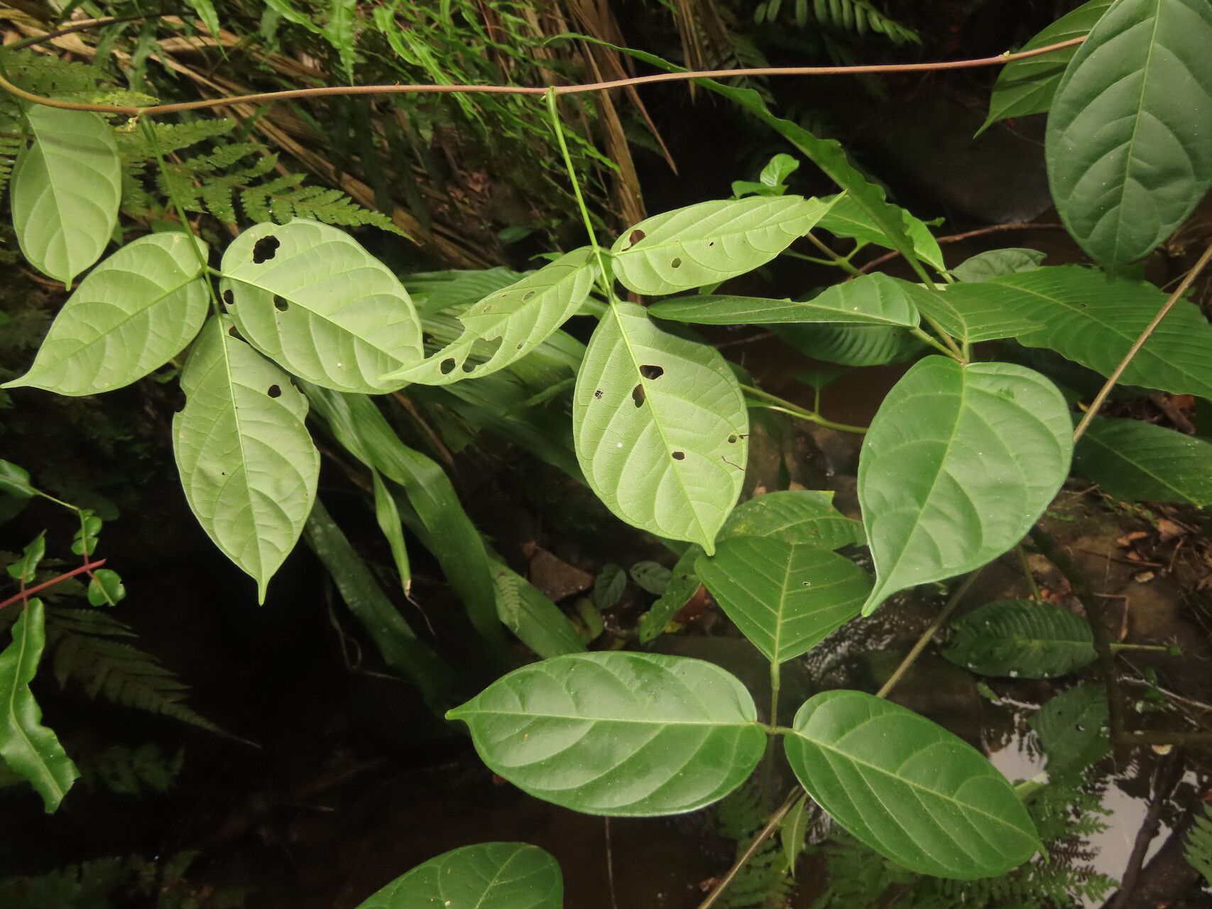Canavalia oxyphylla leaf