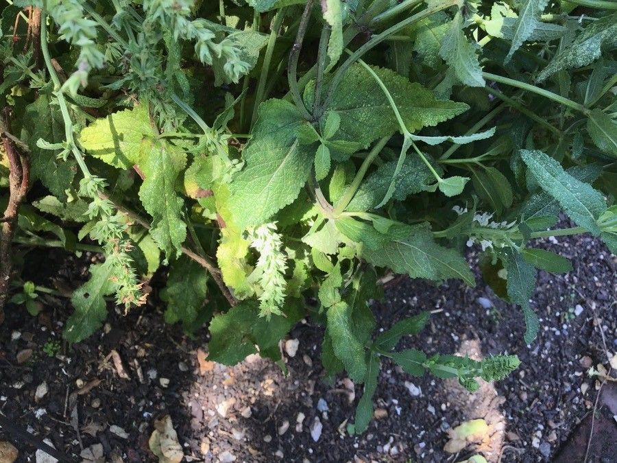 Salvia × sylvestris leaf