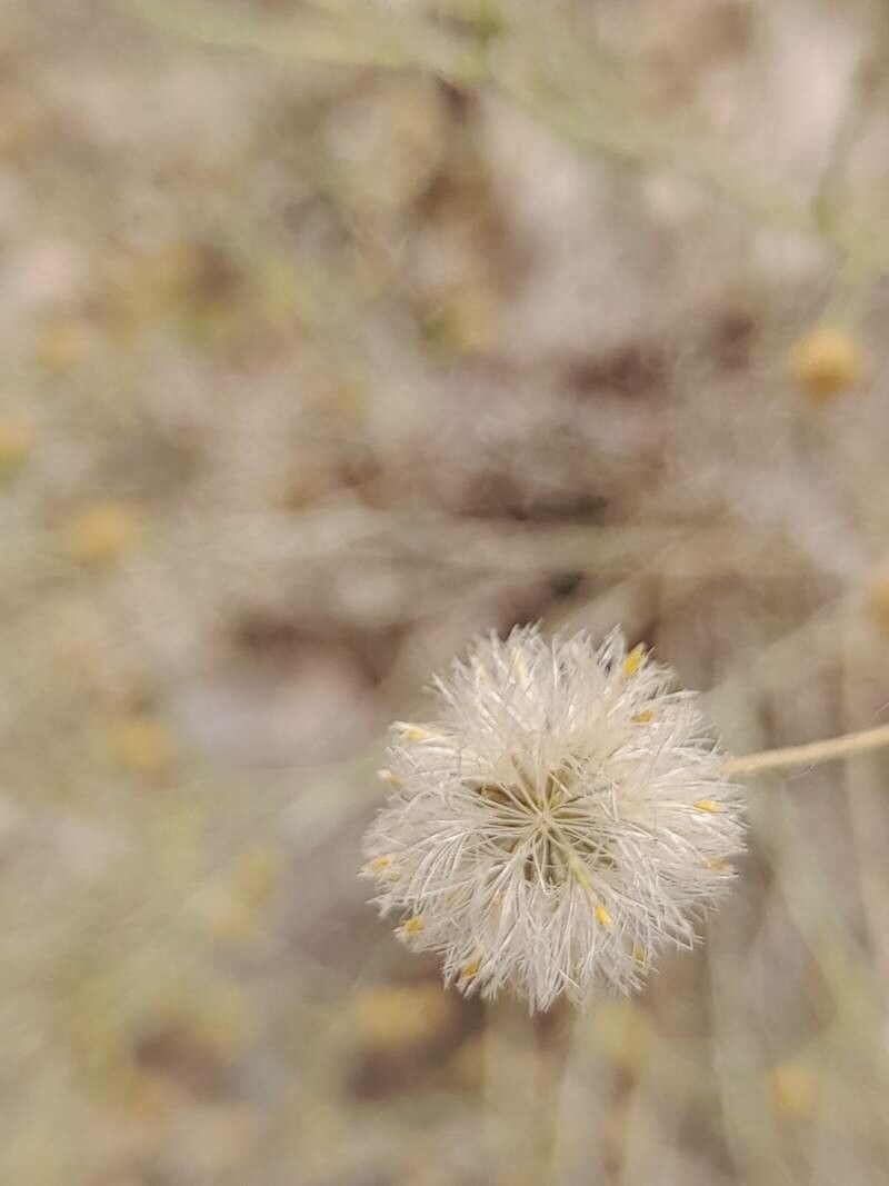 Pulicaria gnaphalodes fruit