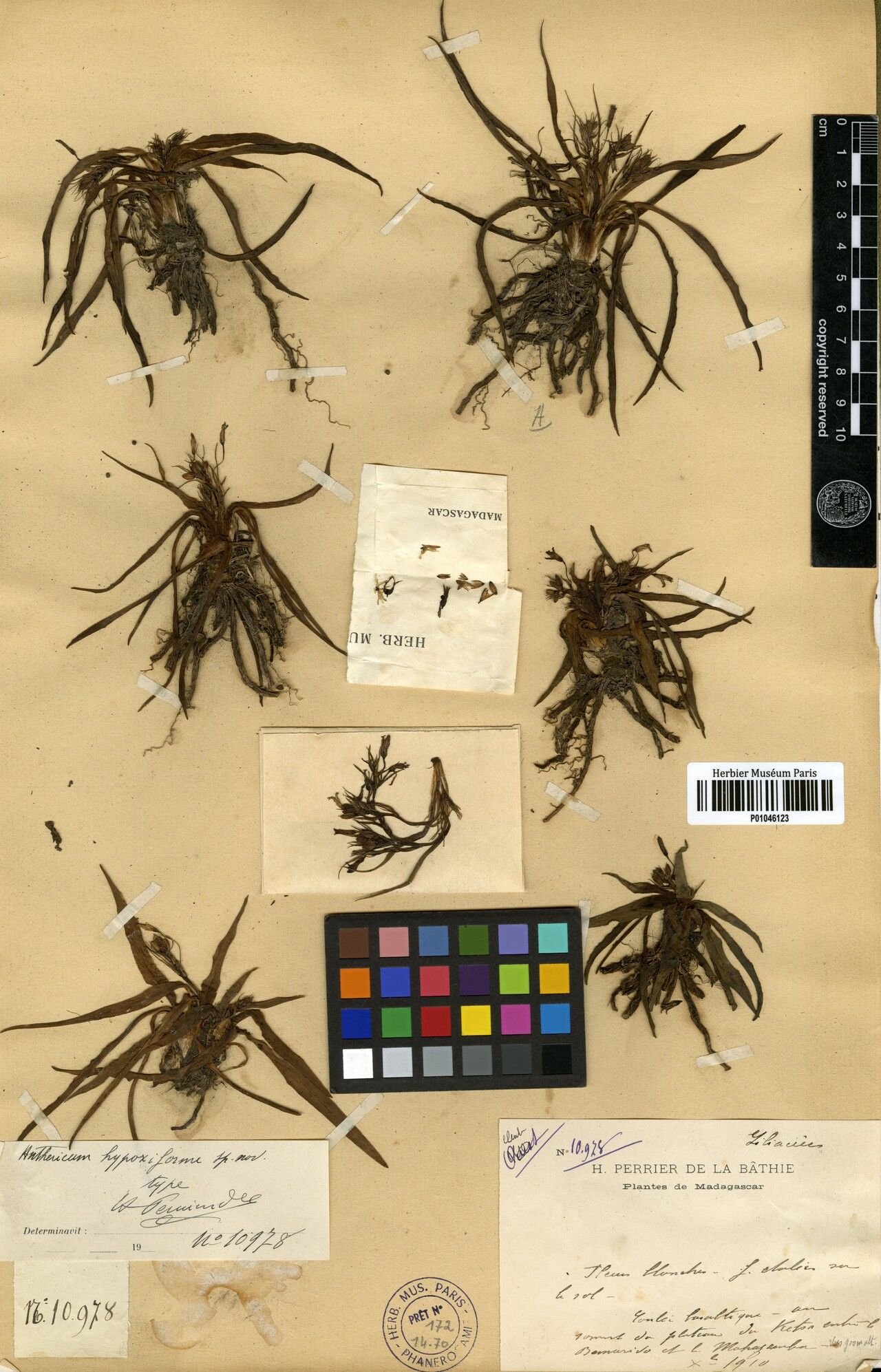 Chlorophytum hypoxiforme — search result for 'Chlorophytum'