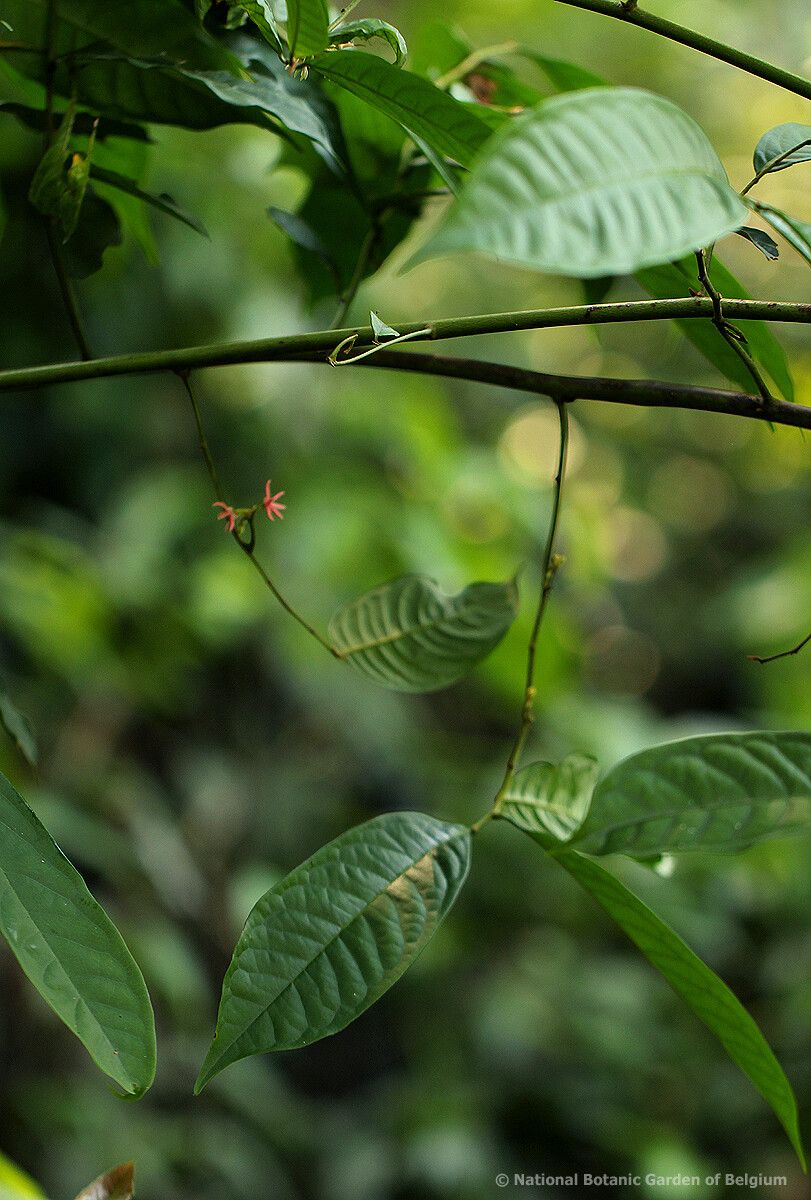 Artabotrys likimensis — houseplant care guide