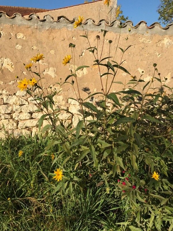 Helianthus maximiliani — search result for 'North regions of North America'