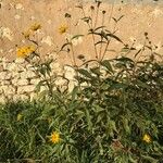 Helianthus maximiliani