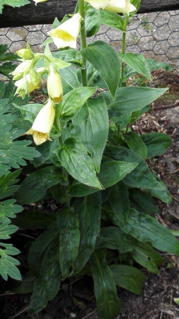 Digitalis lutea leaf