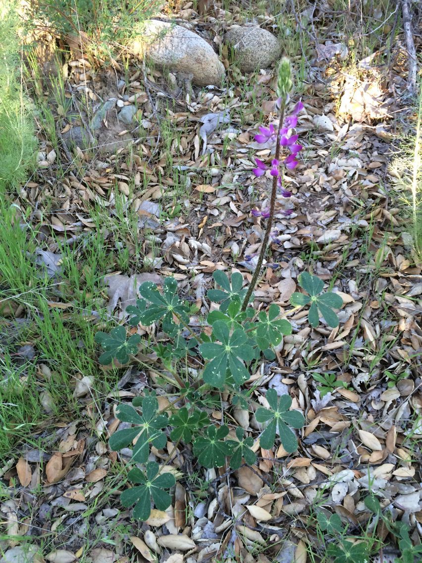 Lupinus hirsutissimus habit