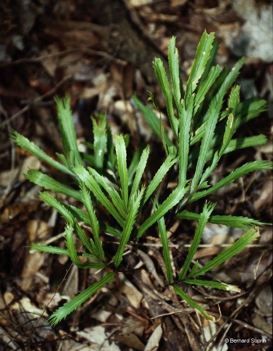 Asplenium vieillardii habit