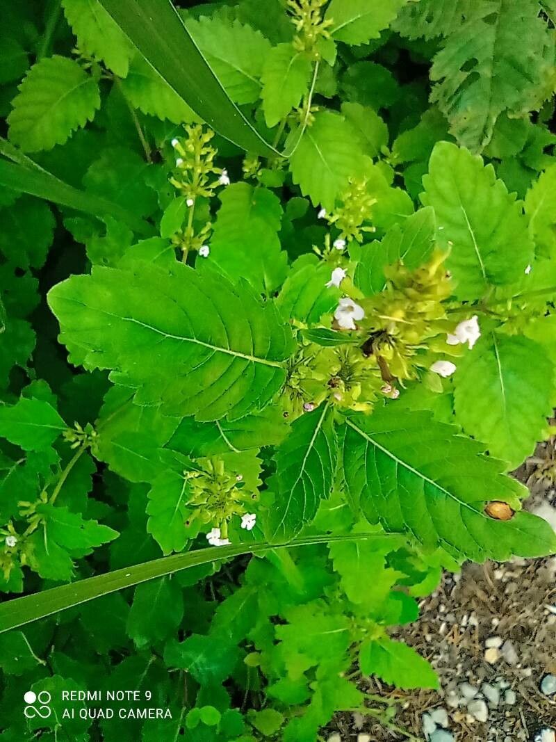 Clinopodium micranthum flower